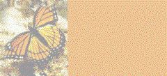 Background: Butterfly side border