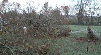 Tree crushed fence