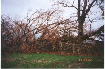 Row of fallen oaks