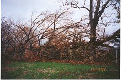 Photo: 2 oaks down